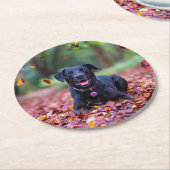 ブラックラブラドールイン紅葉 ラウンドペーパーコースター (アングル)