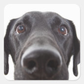 ブラックラブラドールクローズアップポートレート スクエアシール (正面)