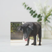 ブラックラブラドールレトリエバードッグクローズアップ ポストカード (スタンド正面)