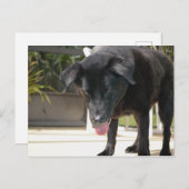 ブラックラブラドールレトリエバードッグクローズアップ ポストカード (正面/裏面)