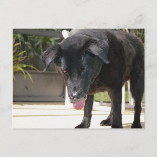 ブラックラブラドールレトリエバードッグクローズアップ ポストカード (正面)