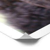 ブラックラブラドール ポスター (角)