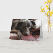 ブラックラボカード カード (黄色い花)