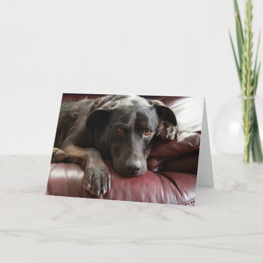 ブラックラボカード カード (正面)