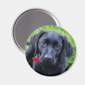 ブラックラボパピーマグネット マグネット (正面/裏面)