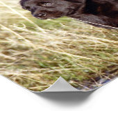 ブラックラボパピー ポスター (角)