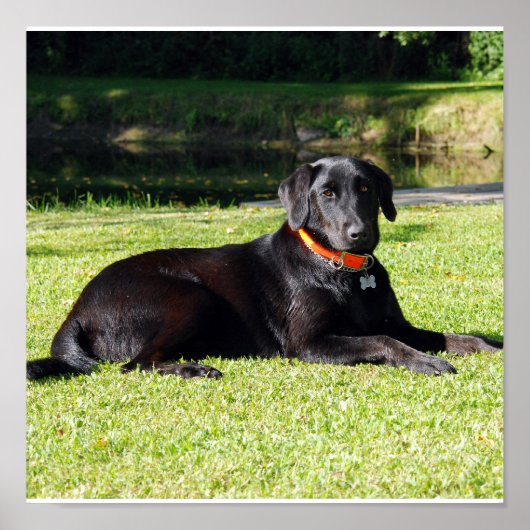 ブラックラボプリント ポスター (正面)