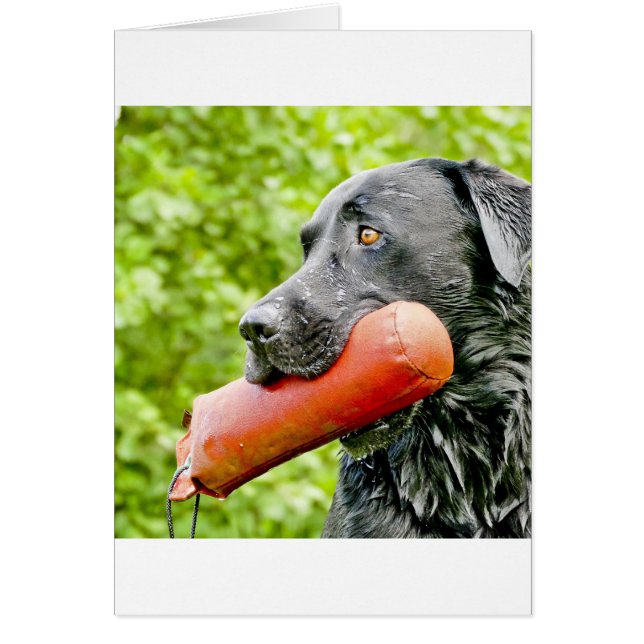 ブラックラボ検索 (正面)