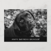 ブラックラボ誕生日はがき ポストカード (正面)