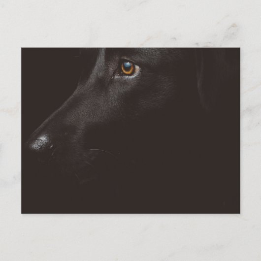 ブラックラボ シーズンポストカード (正面)