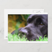 ブラックラボ ポストカード (正面/裏面)