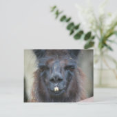 ブラックラマファーム動物自然写真はがき ポストカード (スタンド正面)