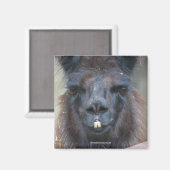 ブラックラマ動物自然フォトマグネット マグネット (正面/裏面)