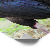 ブラックルースター ポスター (角)