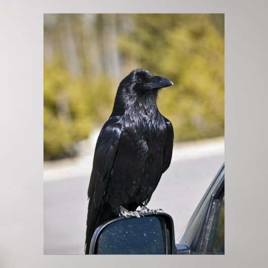 ブラックレイベン – ファインアートプリント ポスター (正面)