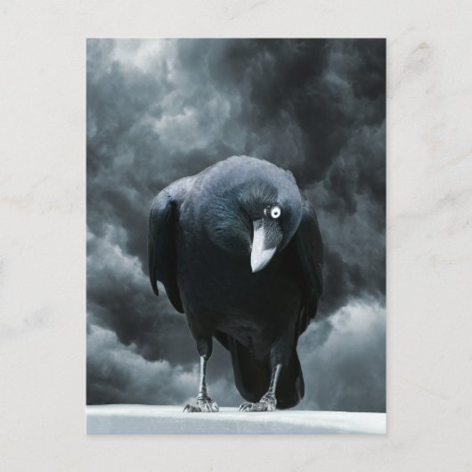 ブラックレイベン ポストカード (正面)