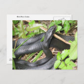 ブラックレーサースネークサンニング ポストカード (正面/裏面)