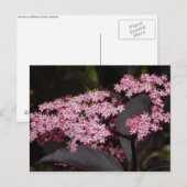 ブラックレースエルダーベリー ポストカード (正面/裏面)