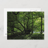 ブラックワイア・ウッズ、ビュート・パーク、カーディフ・ウェールズはがき ポストカード (正面/裏面)