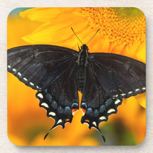 ブラック型枠オブイースタンタイガー コースター (正面)