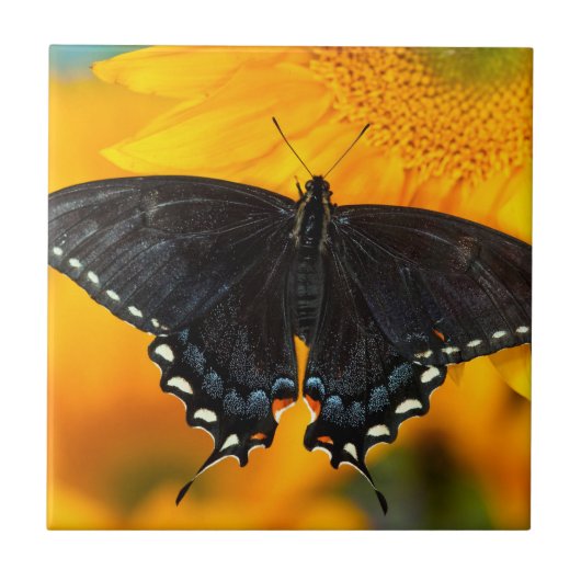 ブラック型枠オブイースタンタイガー タイル (正面)