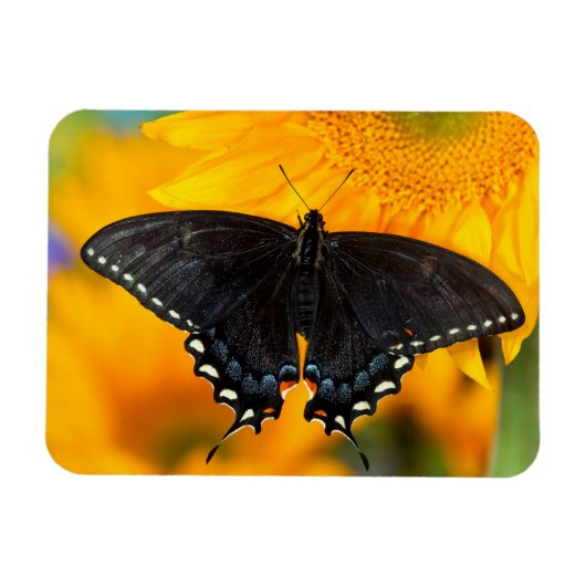 ブラック型枠オブイースタンタイガー マグネット (横)