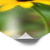 ブラック独身のアイドスーザンデイジーフラワー8x10 フォトプリント            (角)