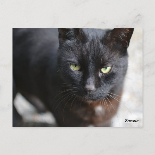 ブラック猫好きイメージとやる気を起こさせる引用文 ポストカード (裏面)