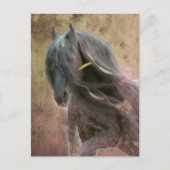 ブラック美しいフリシアンホース – はがき (正面)