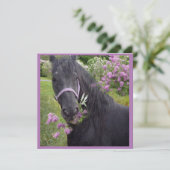 ブラック美しいフリシアンホース – グリーティングカード シーズンカード (スタンド正面)