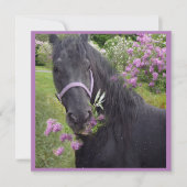 ブラック美しいフリシアンホース – グリーティングカード シーズンカード (正面)