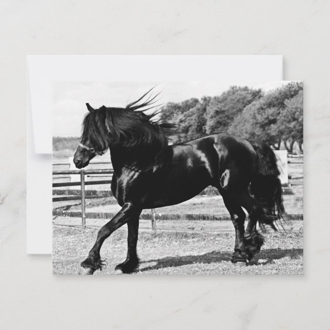 ブラック美しい馬 (正面)