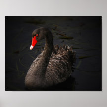 ブラック美しい