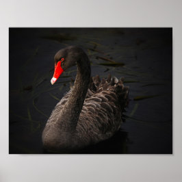 ブラック美しい ポスター