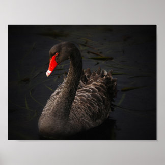 ブラック美しい ポスター