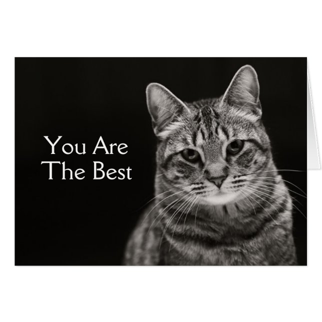 ブラック虎猫キッテン (正面横)