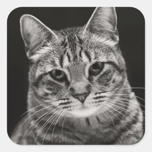 ブラック虎猫キッテン スクエアシール (正面)