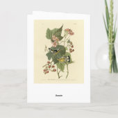 ブラック&イエローワーブラーズAudubon's Birds of America カード (裏面)