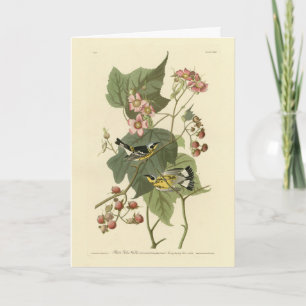 ブラック&イエローワーブラーズAudubon's Birds of America カード