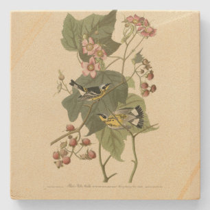 ブラック&イエローワーブラーズAudubon's Birds of America ストーンコースター