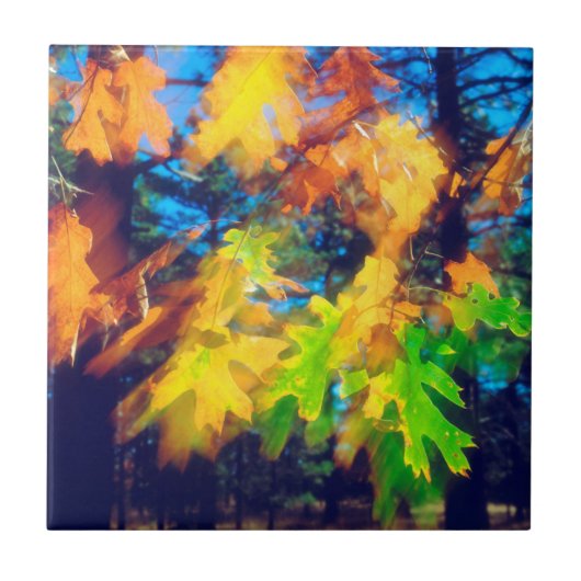 『ブラック·オ葉ーク·の風』 タイル (正面)