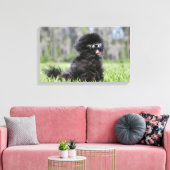 ブラック・シニア・ポメラニア犬 キャンバスプリント (インサイチュ (リビング))