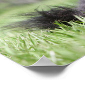 ブラック・シニア・ポメラニア犬 ポスター (角)