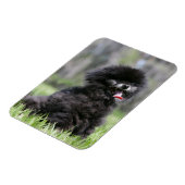 ブラック・シニア・ポメラニア犬 マグネット (左側)