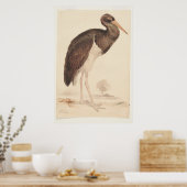 ブラック・ストーク（シコニア・ニグラ） 1835年、リア、エドワード、 ポスター (キッチン)