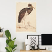 ブラック・ストーク（シコニア・ニグラ） 1835年、リア、エドワード、 ポスター (ホームオフィス)