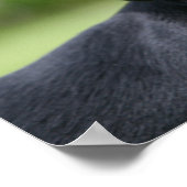 ブラック&タンミニトゥレダックスシュント1 ポスター (角)