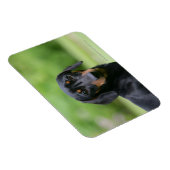 ブラック&タンミニトゥレダックスシュント1 マグネット (右側)