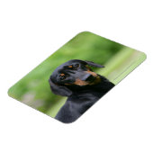 ブラック&タンミニトゥレダックスシュント1 マグネット (左側)