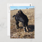 ブラック&タン・キッドドーベルマン(犬) ポストカード (正面/裏面)